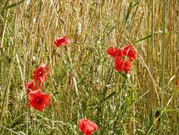 Image of corn poppy