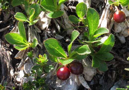 Image of Alpine bearberry