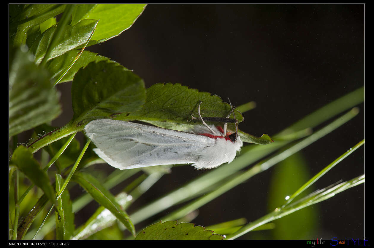 Image of Argyarctia fuscobasalis (Matsumura 1930)