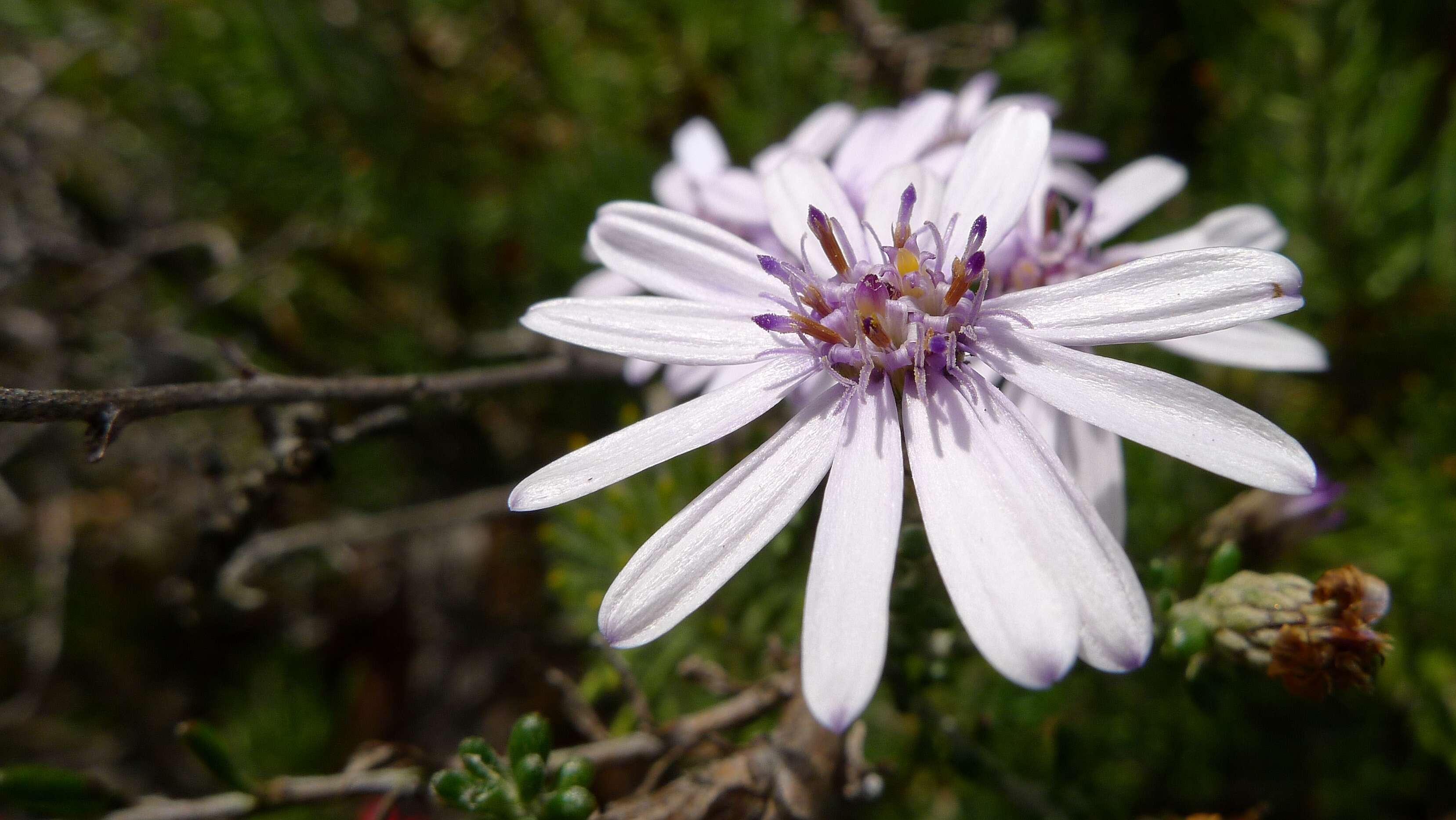 Sivun Olearia paucidentata (Steetz) F. Müll. ex Benth. kuva