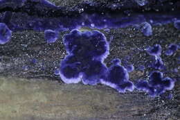 Image of Terana caerulea