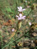 Image of Proliferous Pink