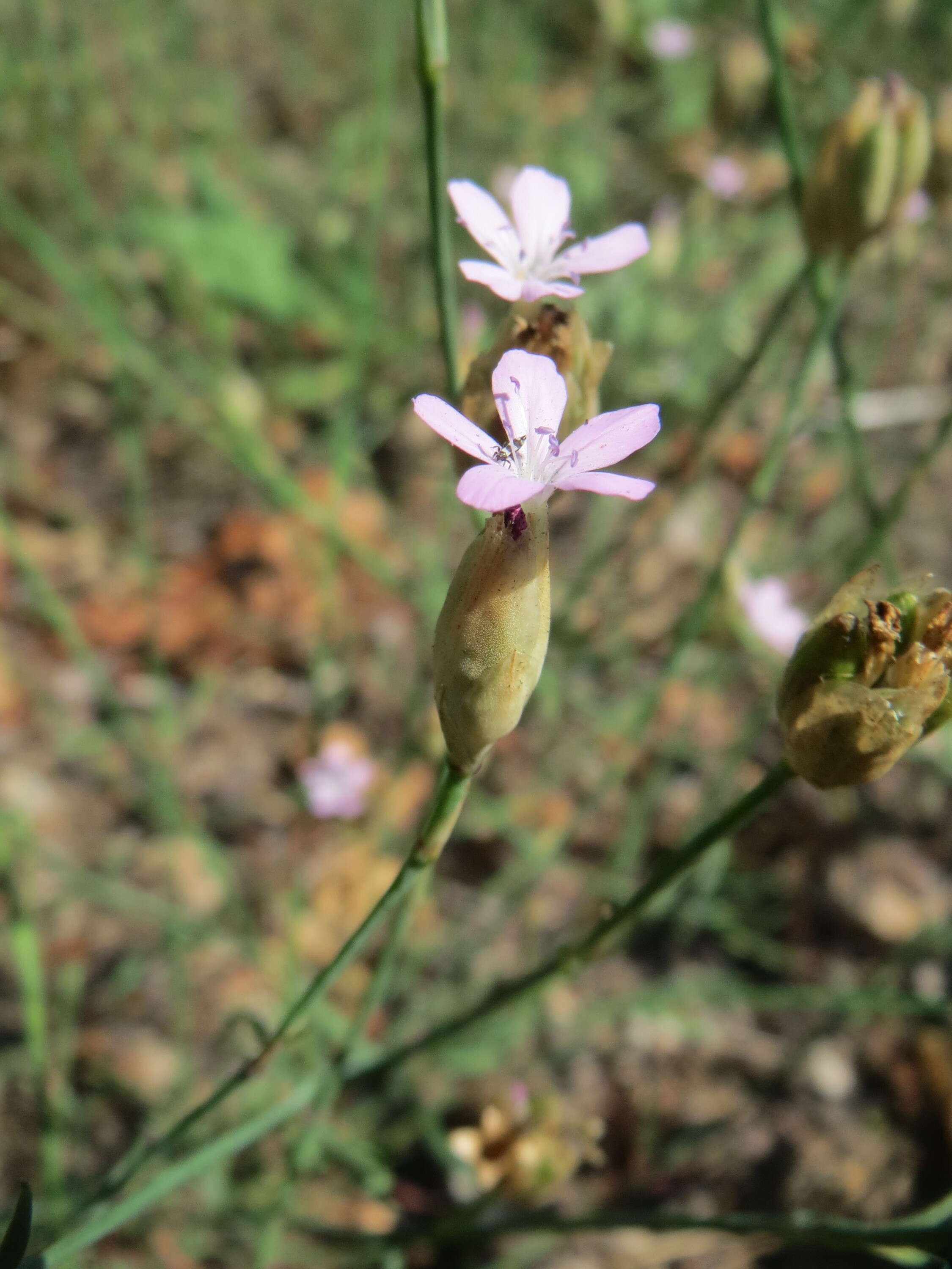 Image of Proliferous Pink