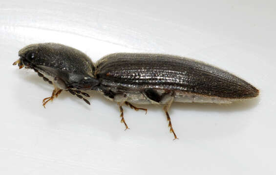 Imagem de Athous haemorrhoidalis