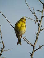 Image of serin, european serin