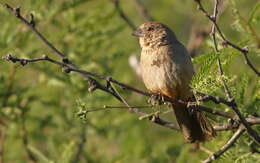 Image of Canyon Towhee