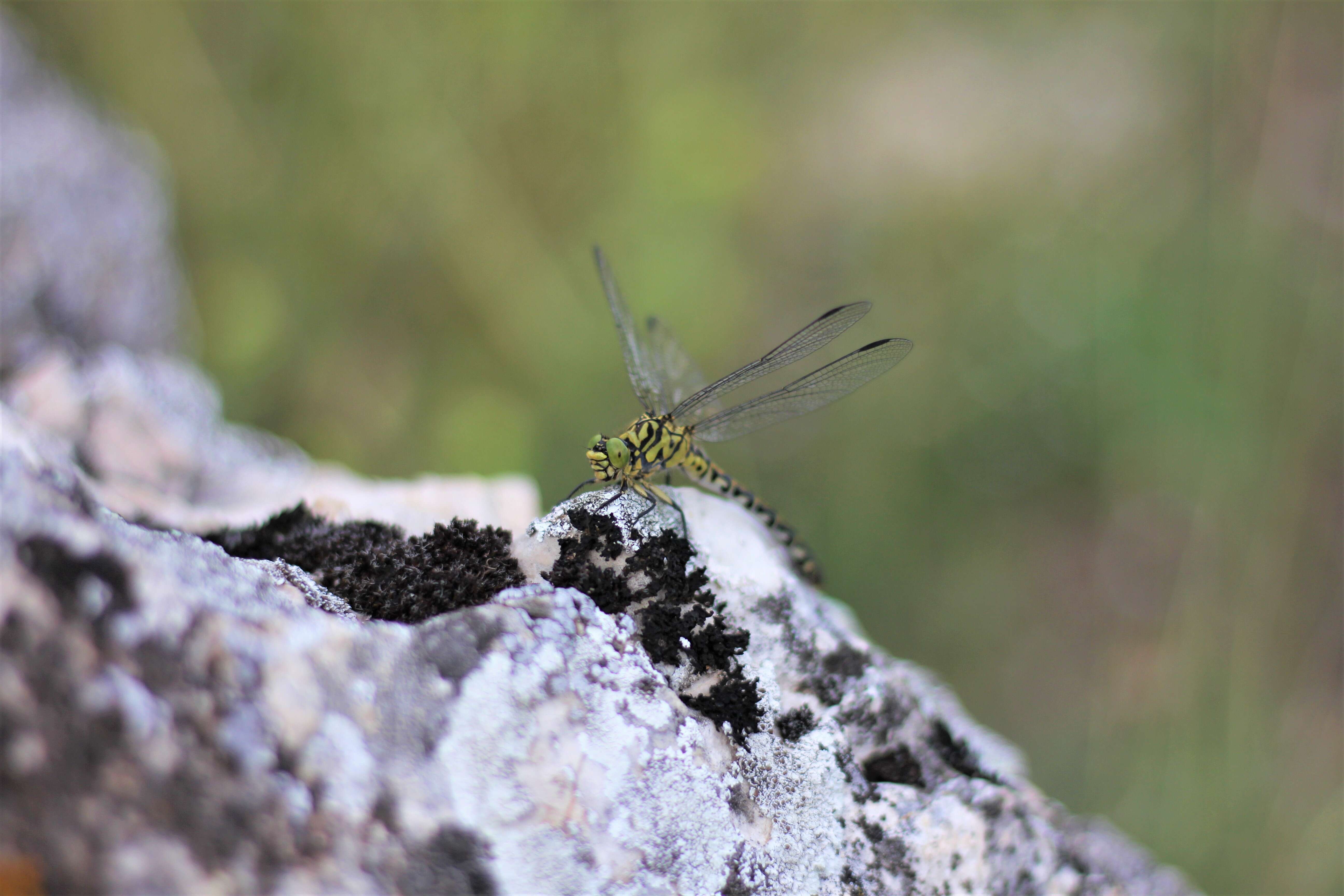 Image of Green-eyed Hooktail