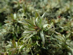 Image of moss phlox