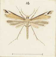 Image of Amblyptilia epotis (Meyrick 1905)