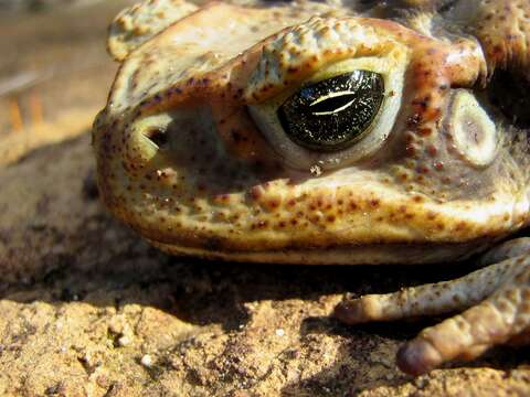 Image of Cane Toad