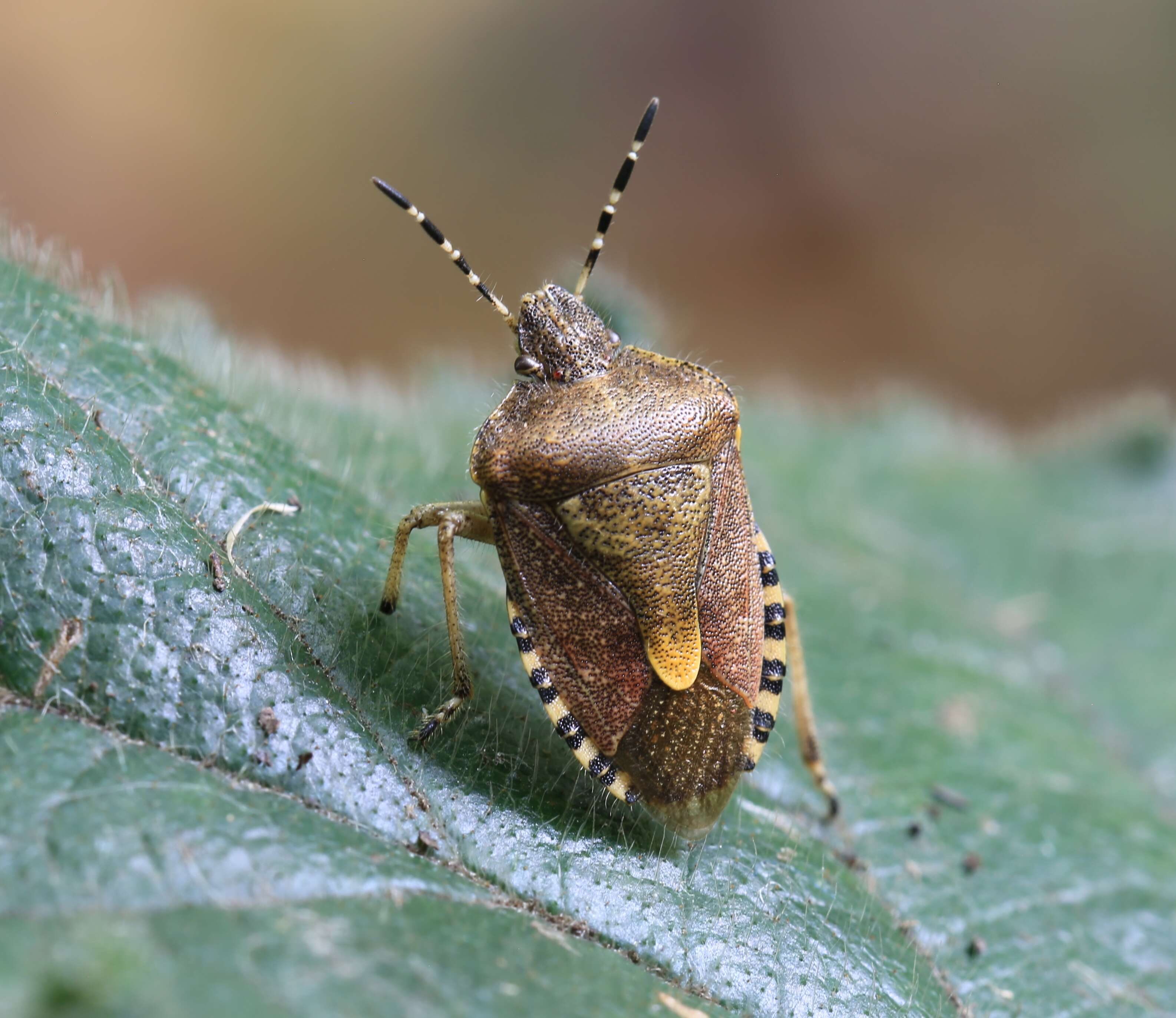 Image of sloe bug