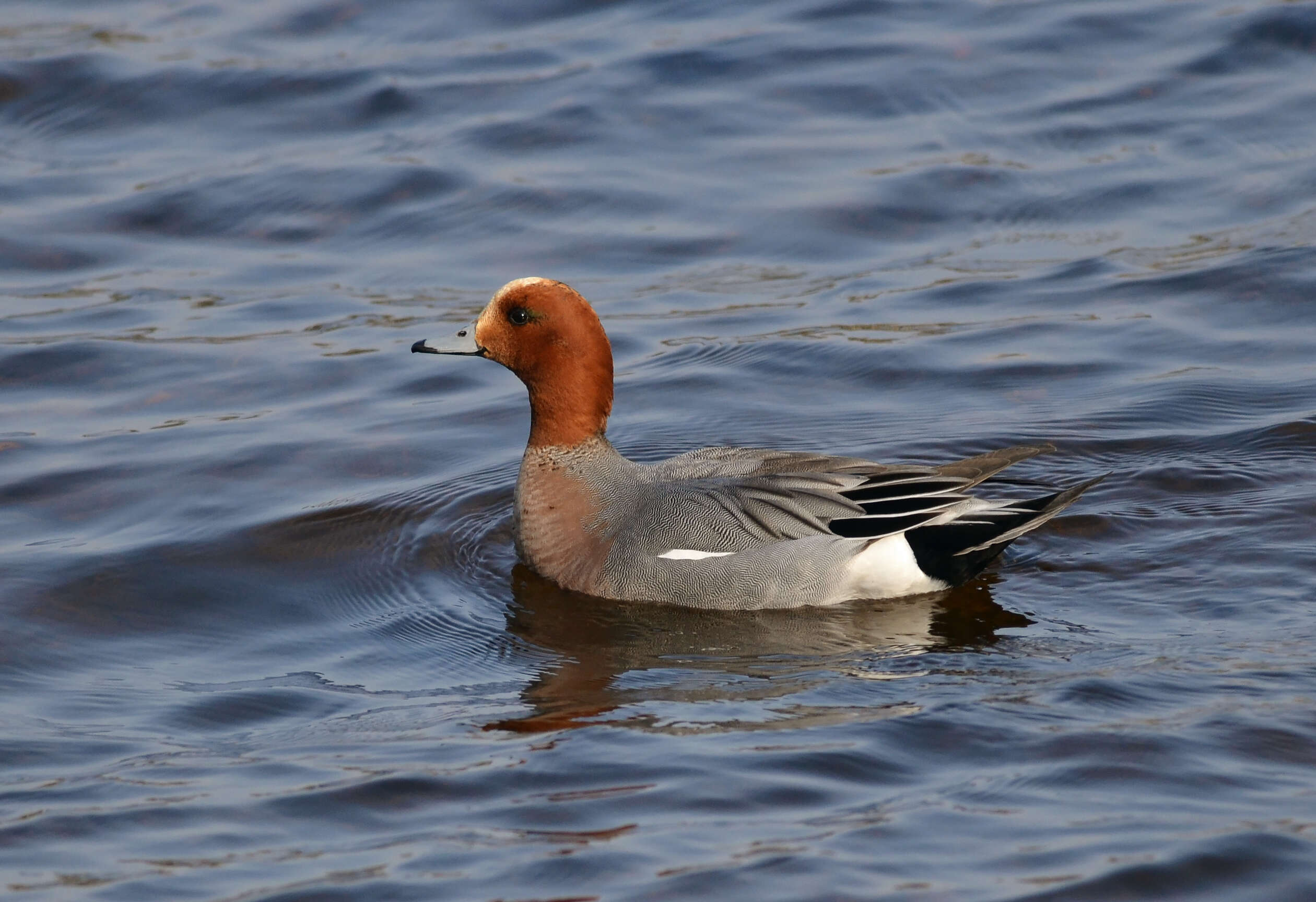 Image of Eurasian Wigeon