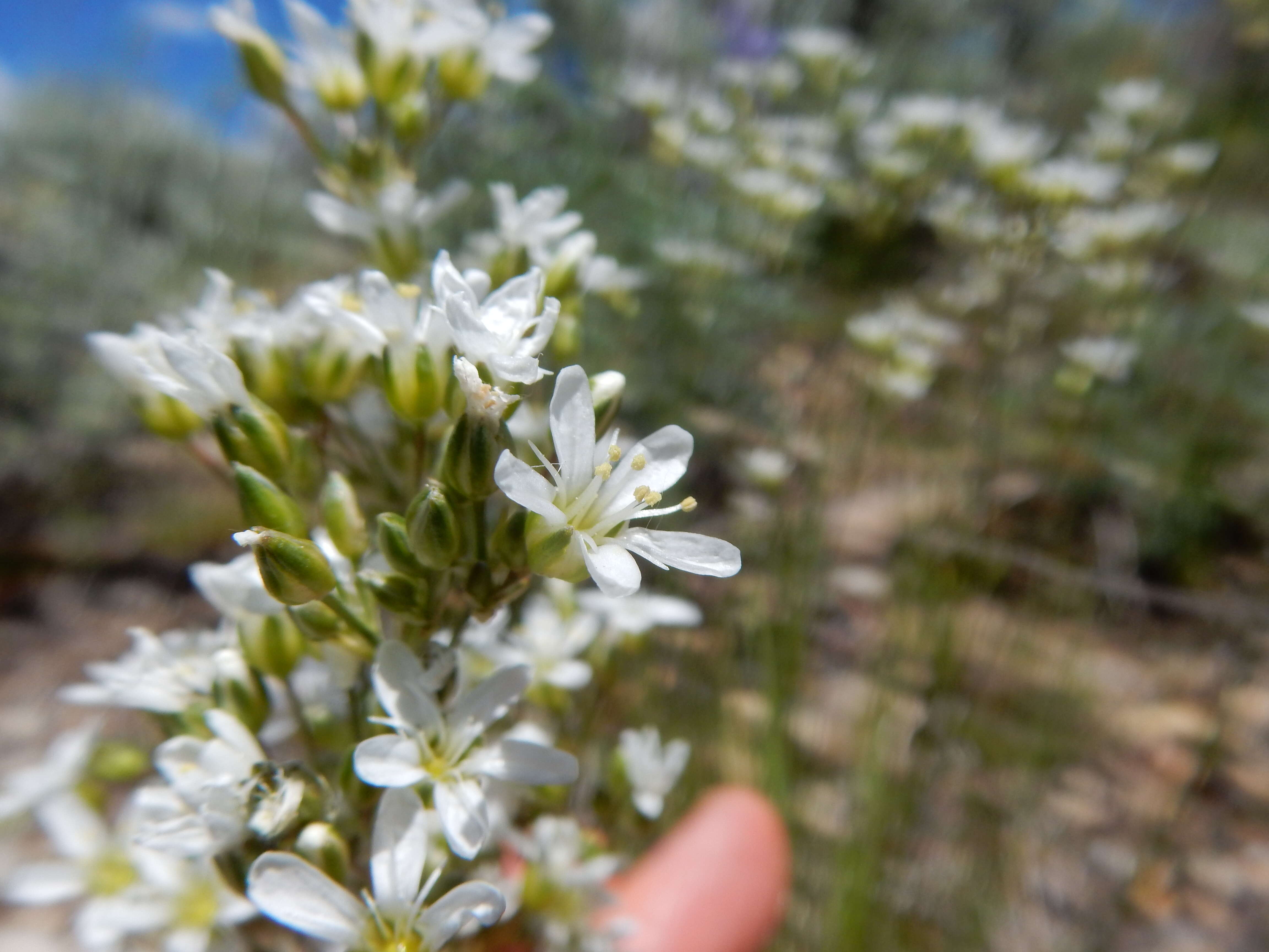 Image of Ballhead Sandwort