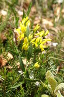 Image of Genista lydia Boiss.