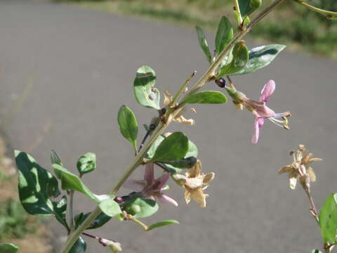 Image of matrimony vine