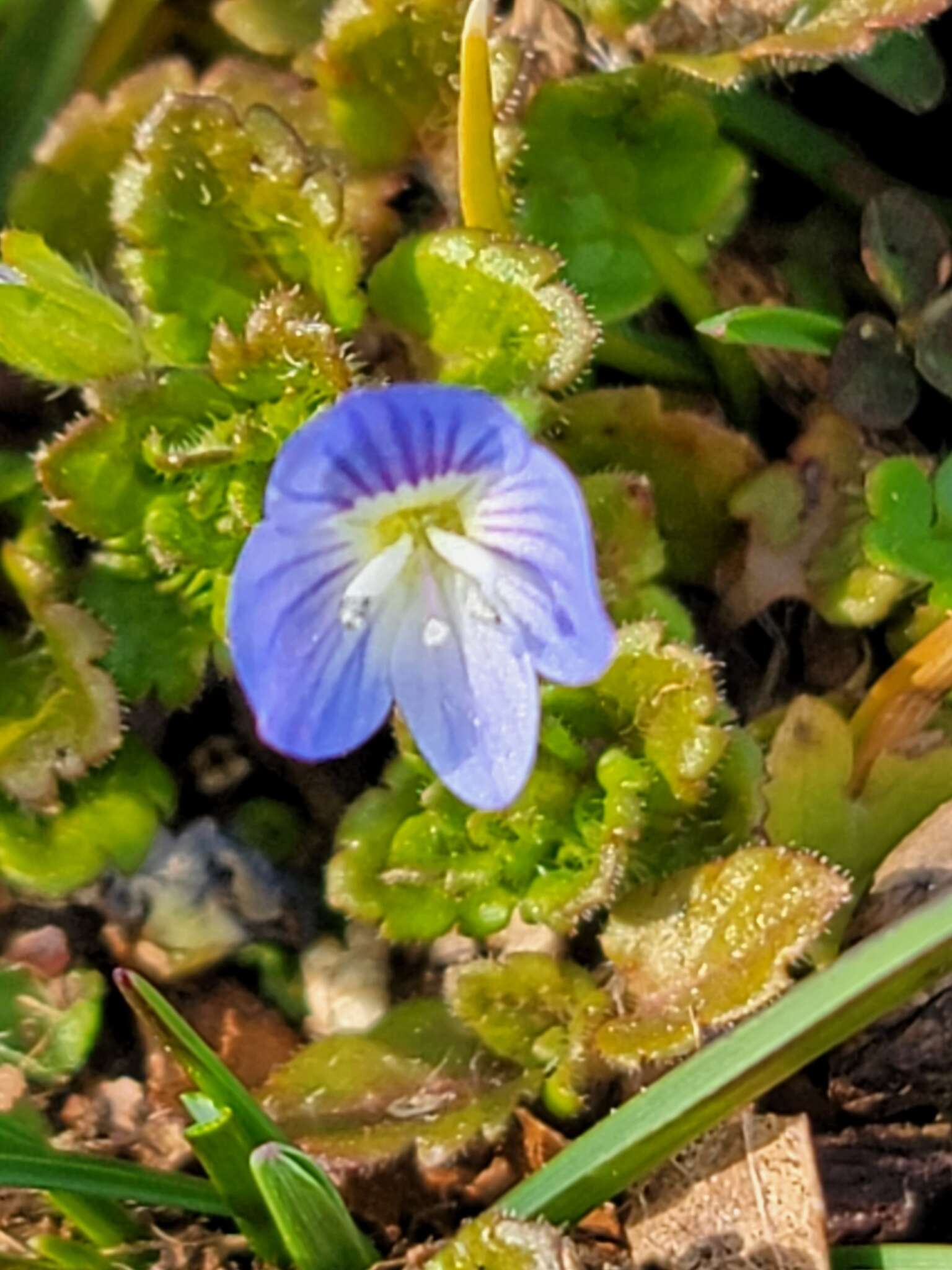 Image of birdeye speedwell