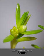 Image of water pygmyweed