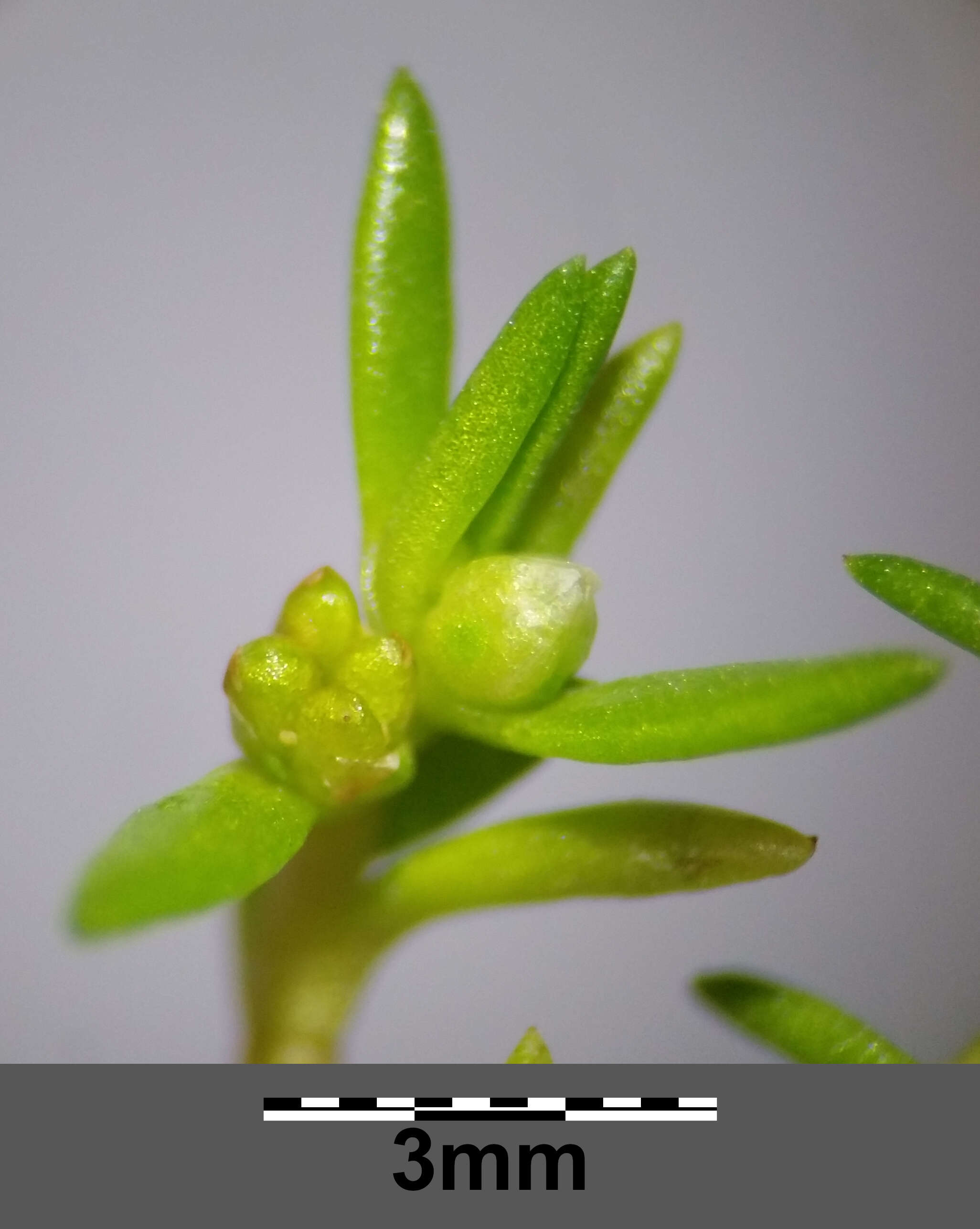 Image of water pygmyweed