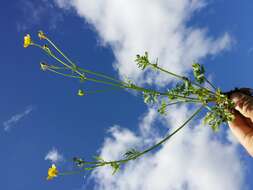 Image of hairy buttercup