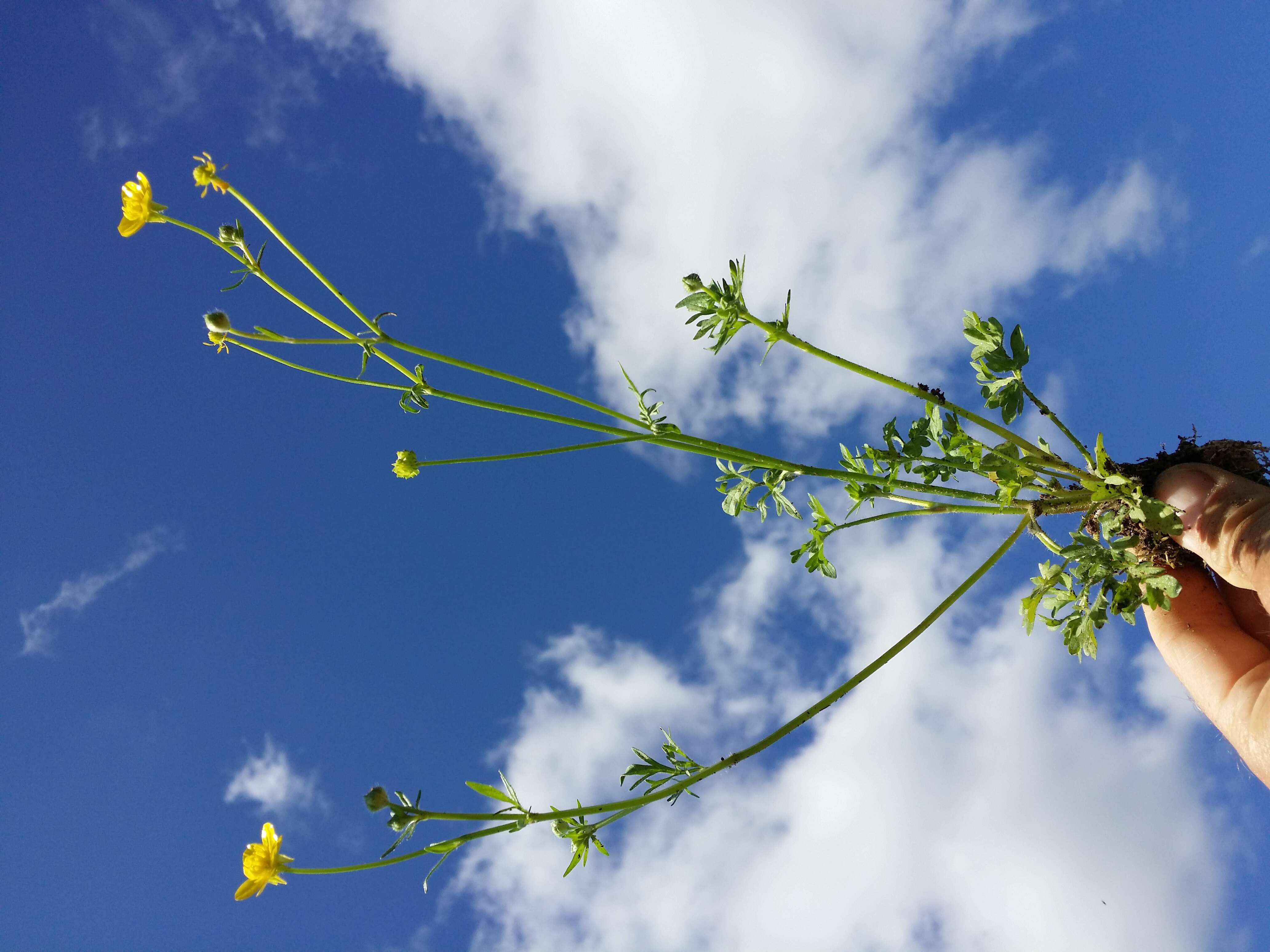 Image of hairy buttercup