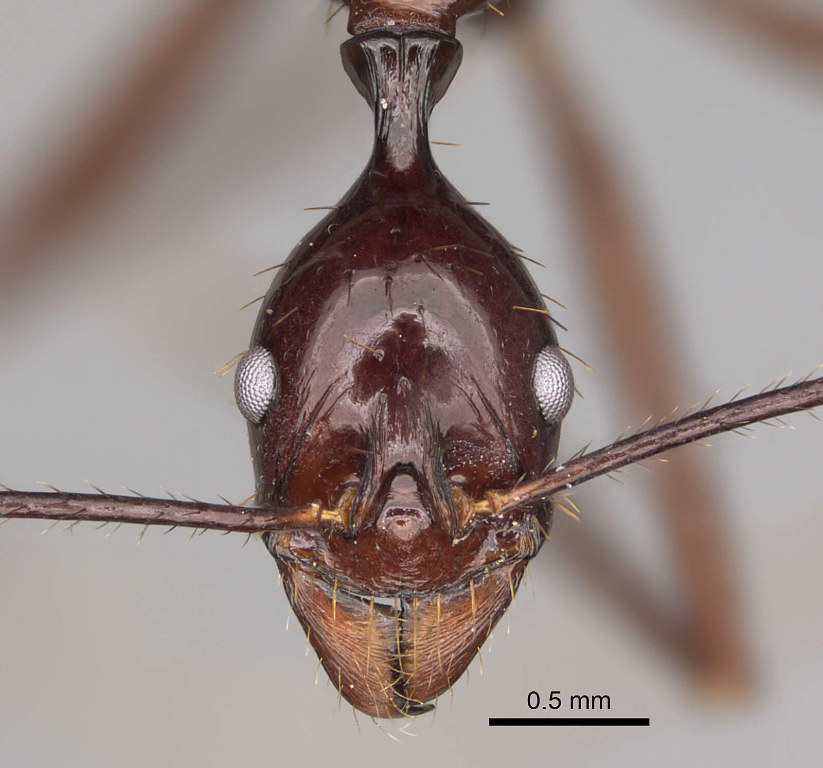 Image of Spine-waisted Ants