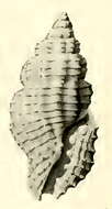 Image of Hemilienardia hersilia Hedley 1922