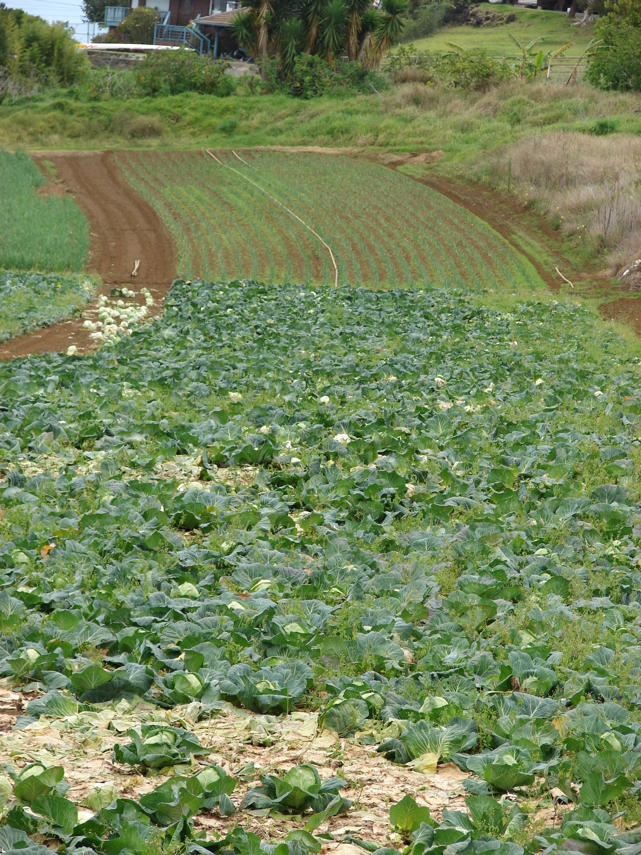 Image of Wild Mustard