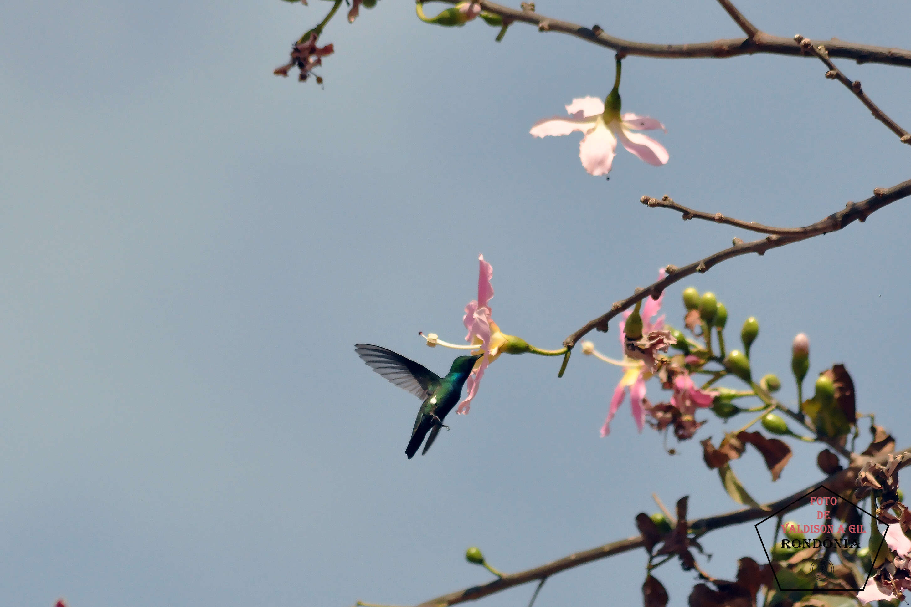 Image of ceiba