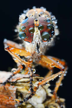 Image of robber flies