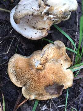 Image of Polyporus tuberaster (Jacq. ex Pers.) Fr. 1821