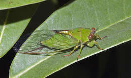 Image of April green cicada