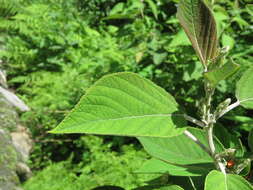 Image of Colquhounia coccinea Wall.