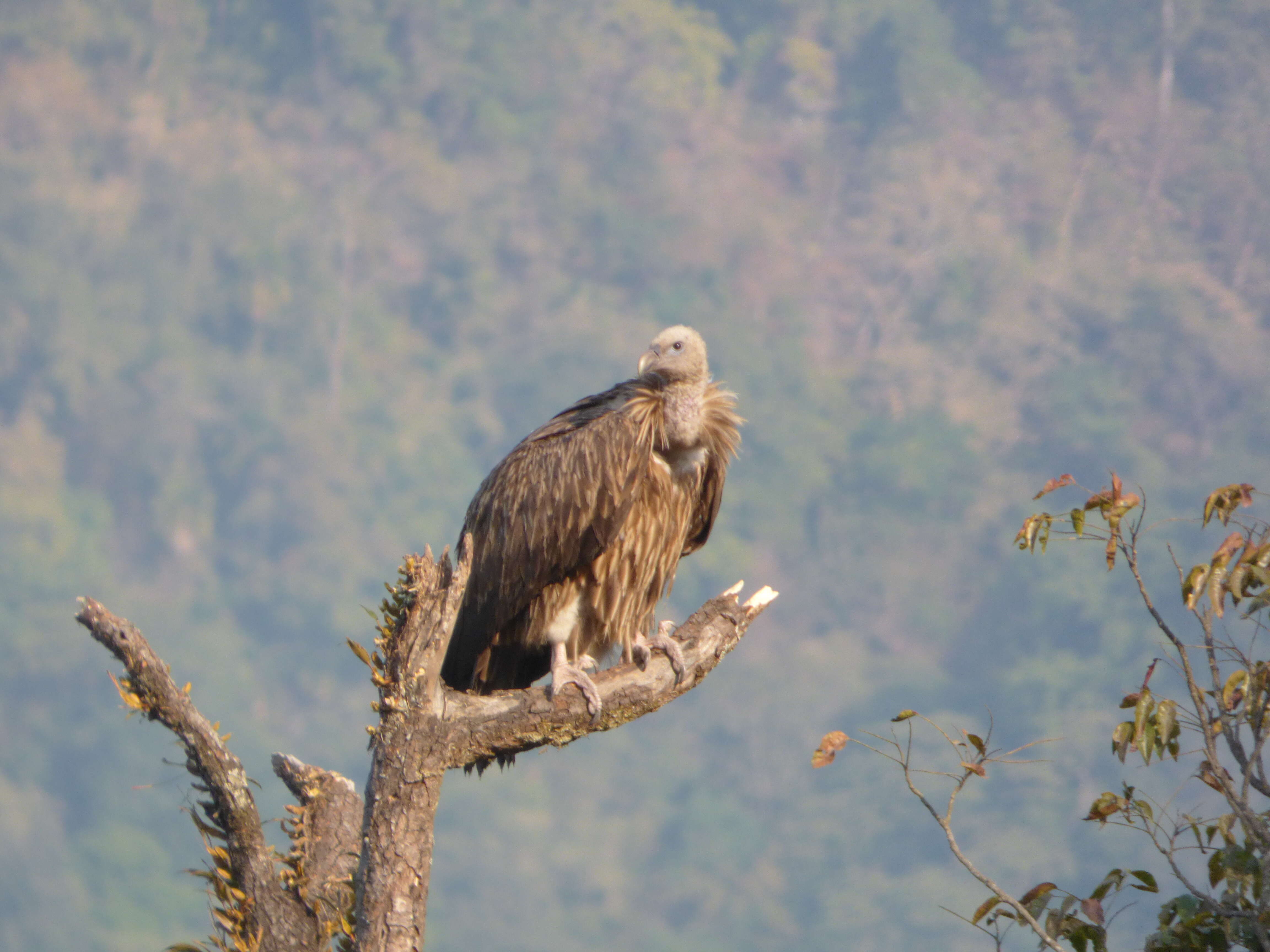 Imagem de Gyps himalayensis Hume 1869