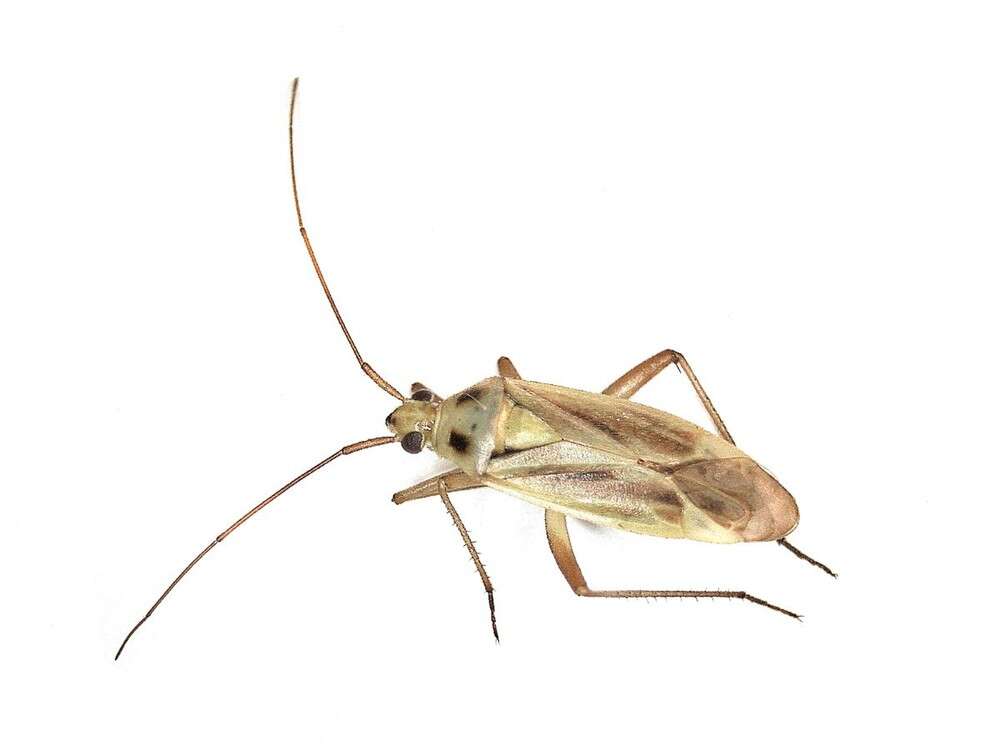 Image of Two-spotted Grass Bug