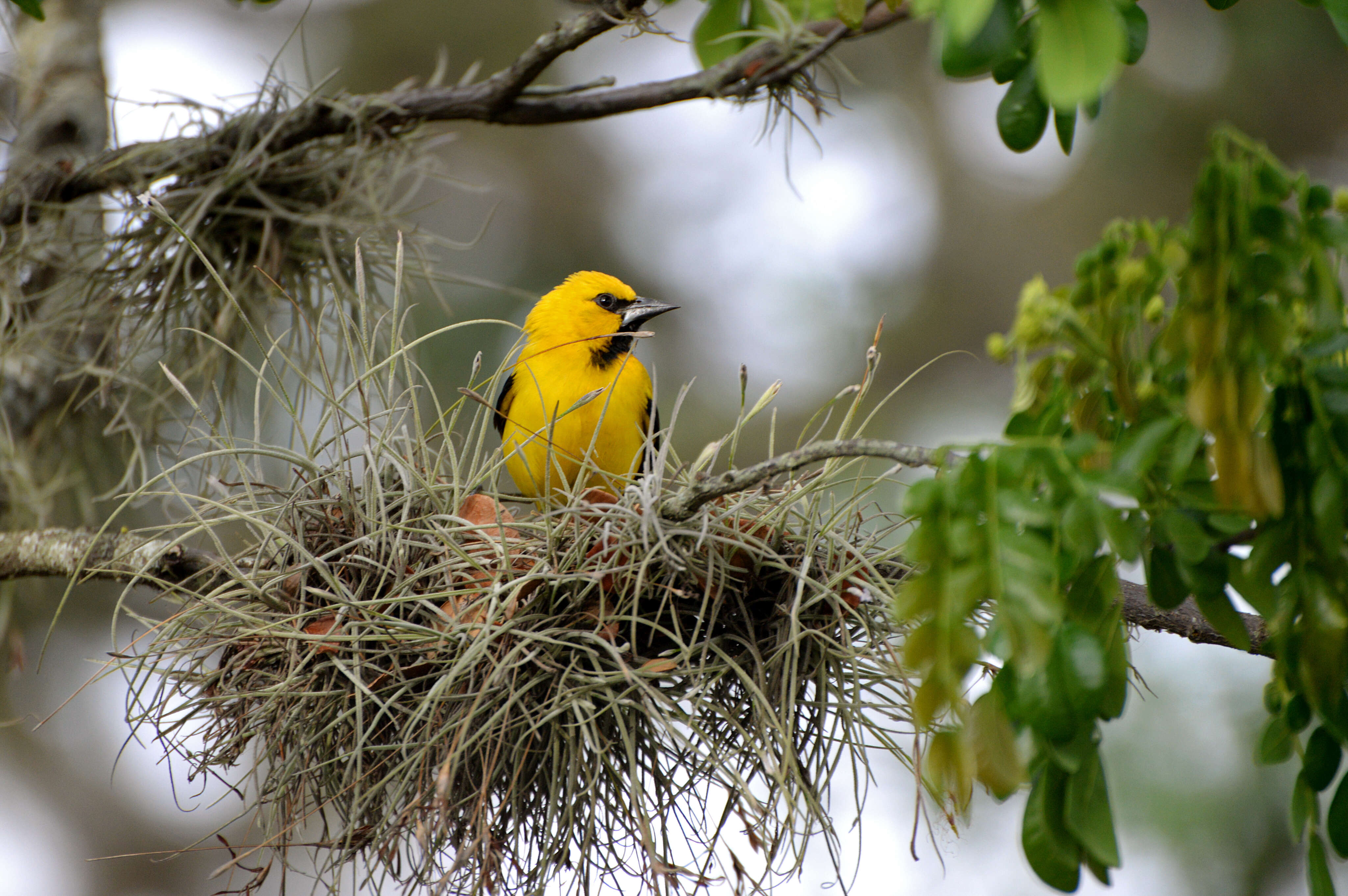 Imagem de Icterus nigrogularis (Hahn 1819)