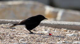 Image of White-crowned Black Wheatear