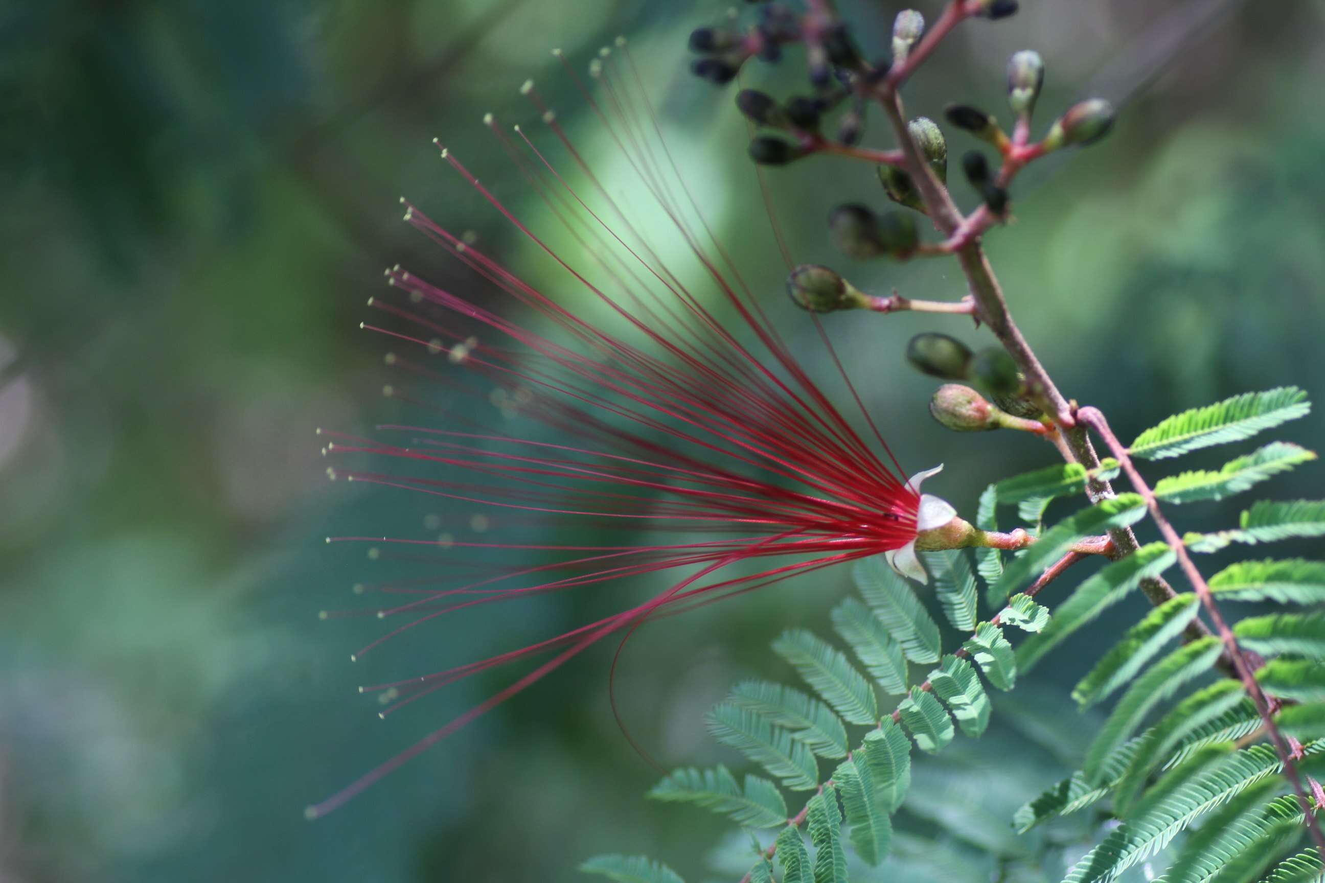 Image de Calliandra houstoniana (Mill.) Standl.