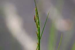 Image of Festuca amethystina L.