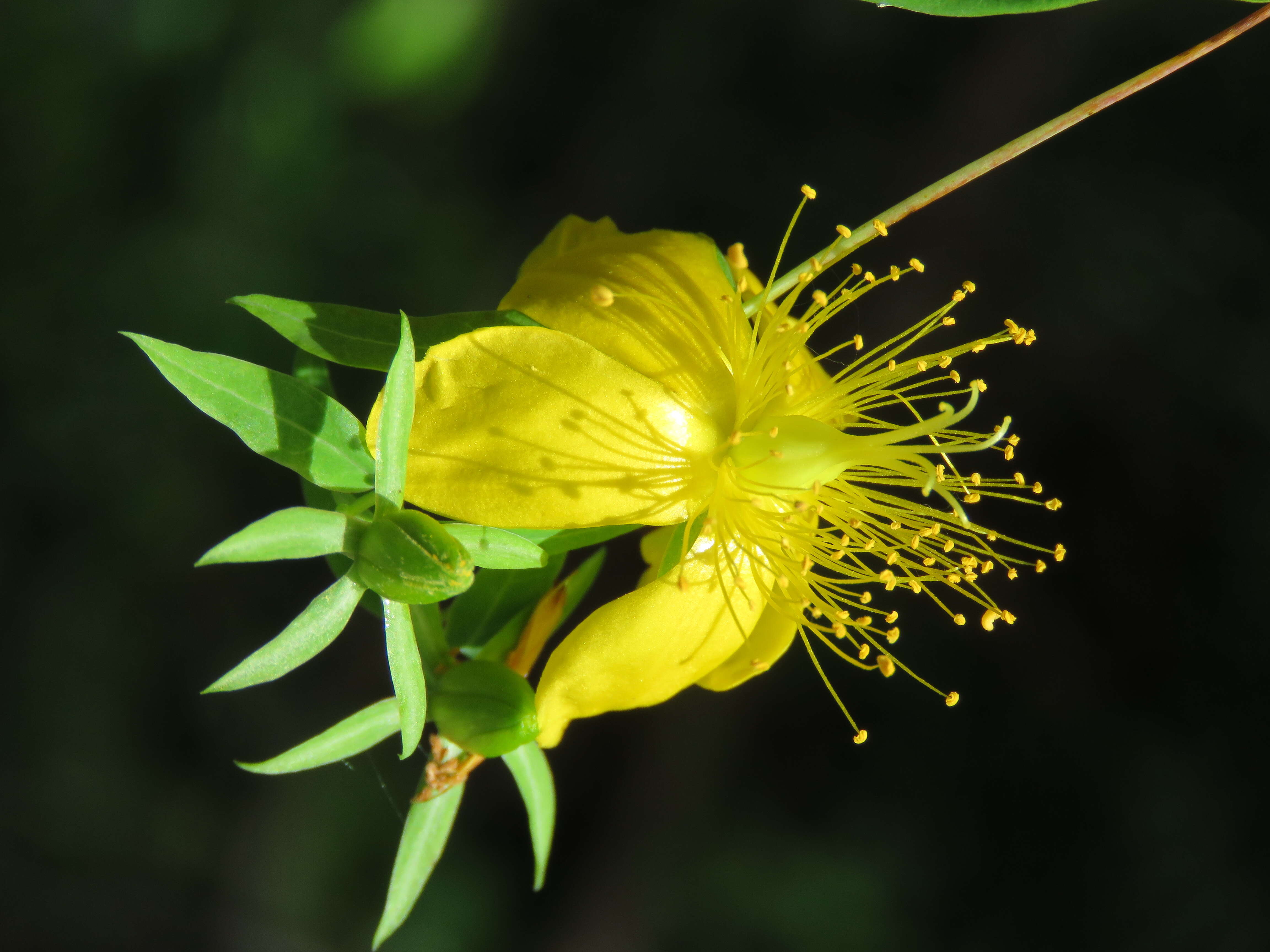 Image of Hypericum oblongifolium Choisy