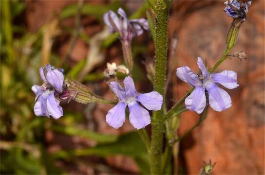 Image of Goodenia ramelii F. Müll.