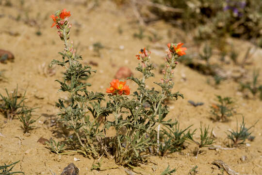 Image of globemallow