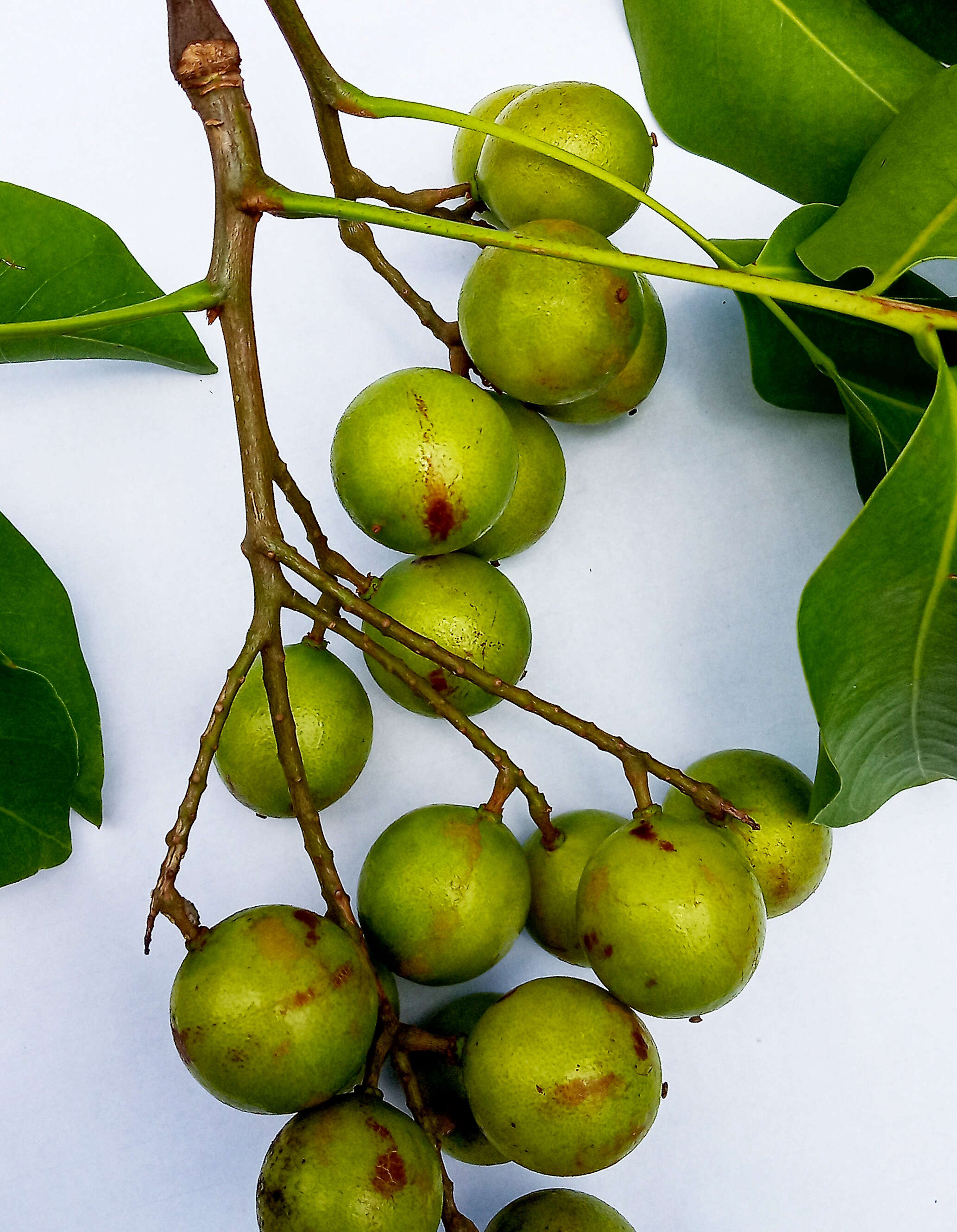 Image of Spanish lime