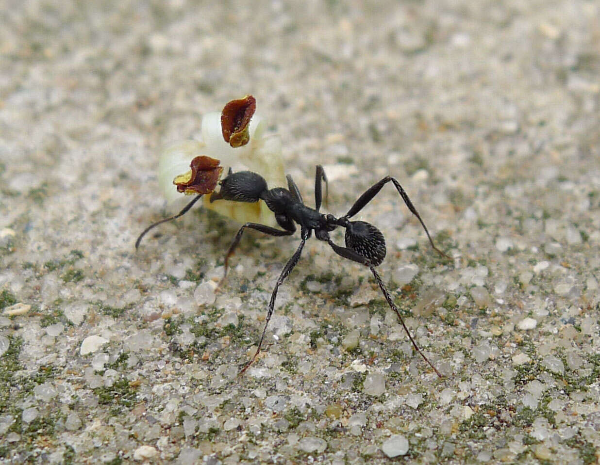 Image of Aphaenogaster senilis Mayr 1853