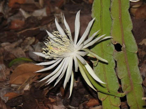 Image of Nightblooming Cactus