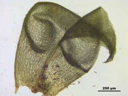 Image of paludella moss