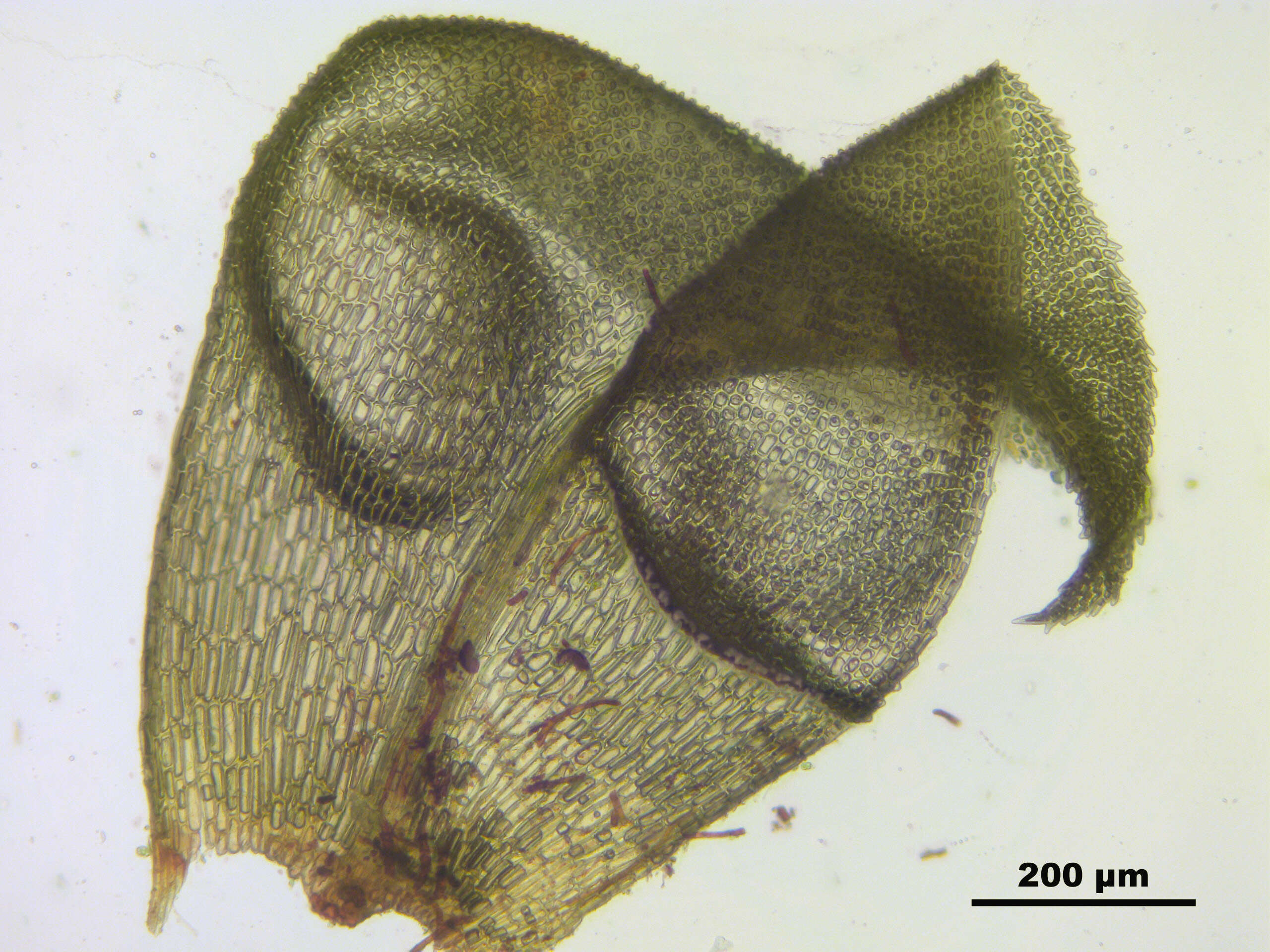 Image of paludella moss