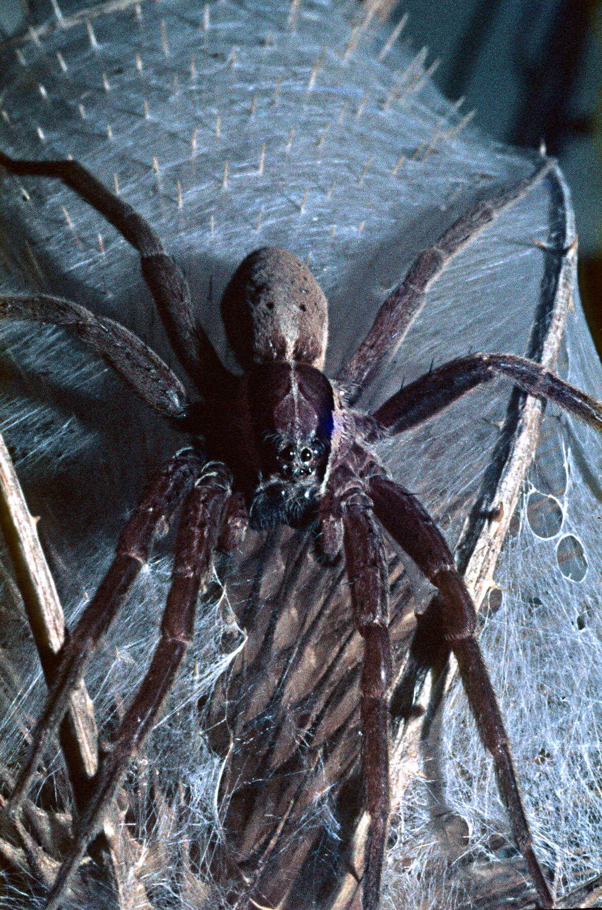 Image of Dolomedes minor L. Koch 1876