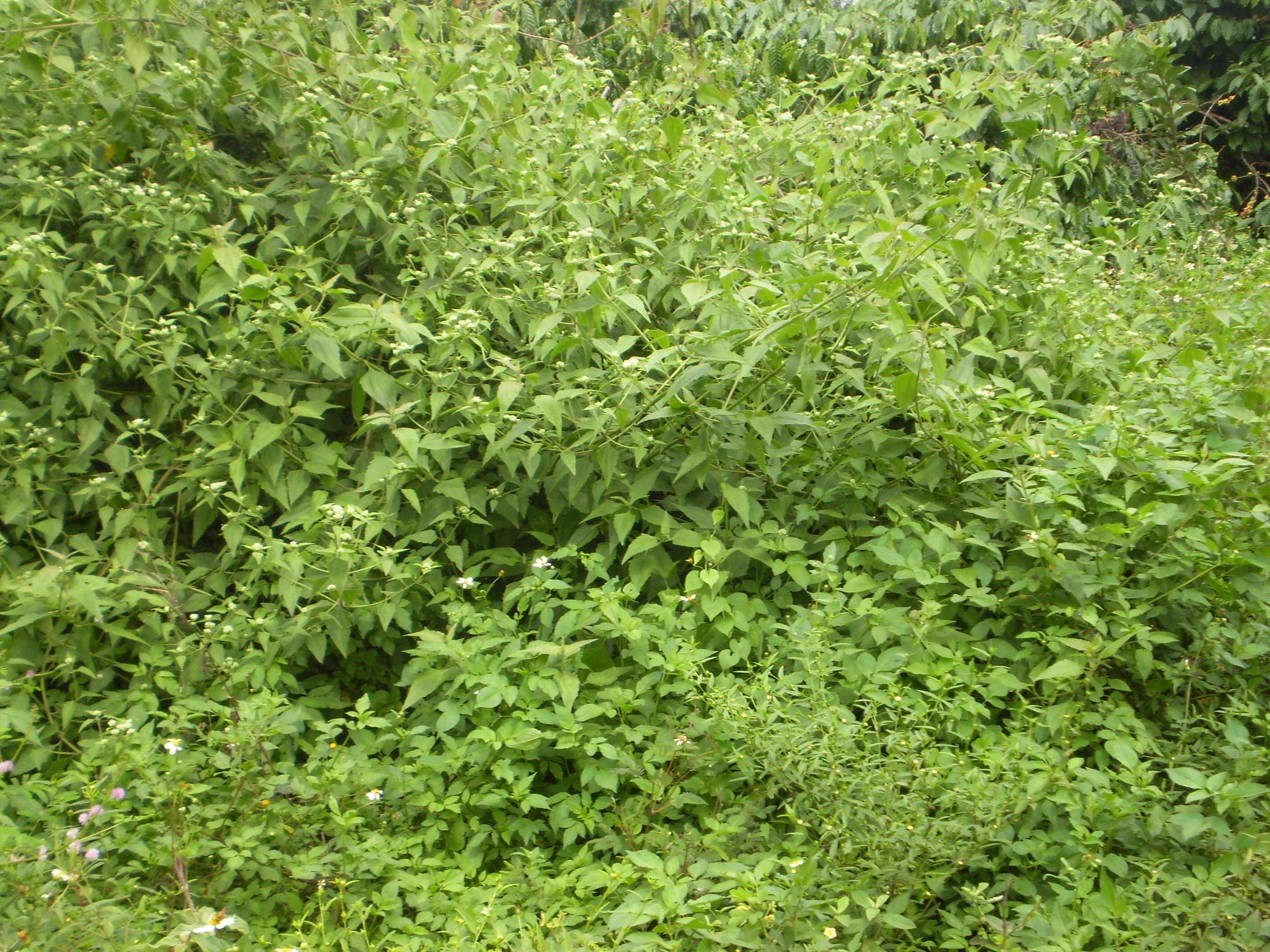 Image of Jack in the bush