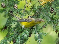 Image of Magnolia Warbler