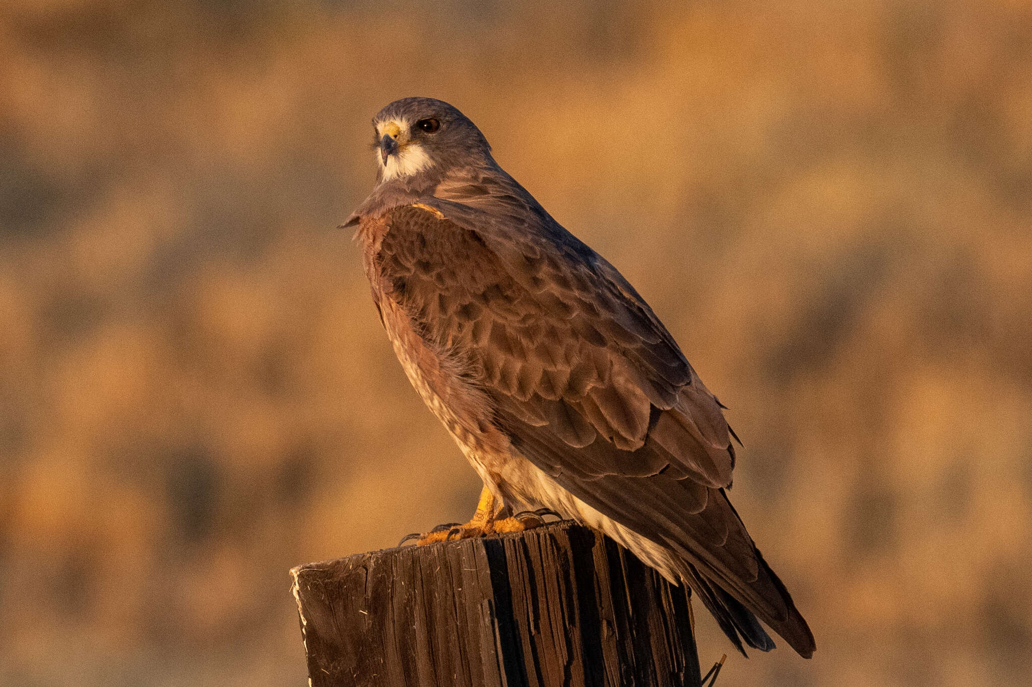 Image of Swainson's Hawk